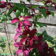 Klematis 'Niobe' 1-pack