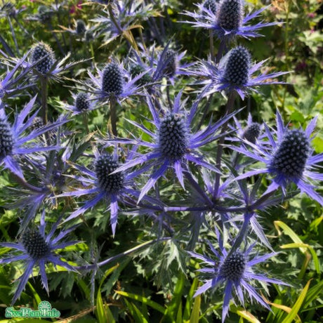 Praktmartorn 'Big Blue' 11cm kruka