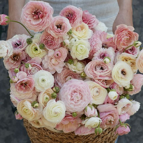 Ranunkel 'Amadine Porcelaine' 10st