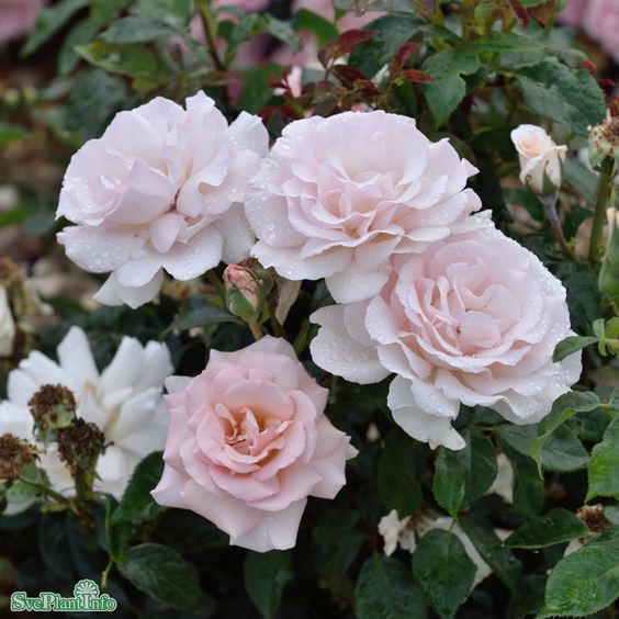 Tehybridros 'A Whiter Shade of Pale' barrot 10-pack barrot
