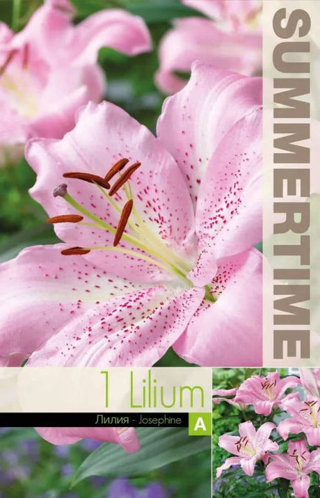 Lilja 'Josephine' 1st