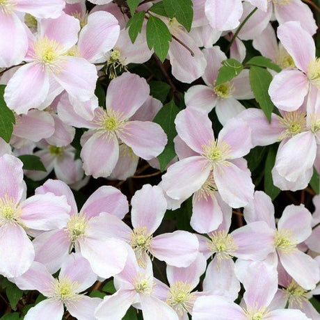 Klematis 'Fragrant Spring' 1-pack