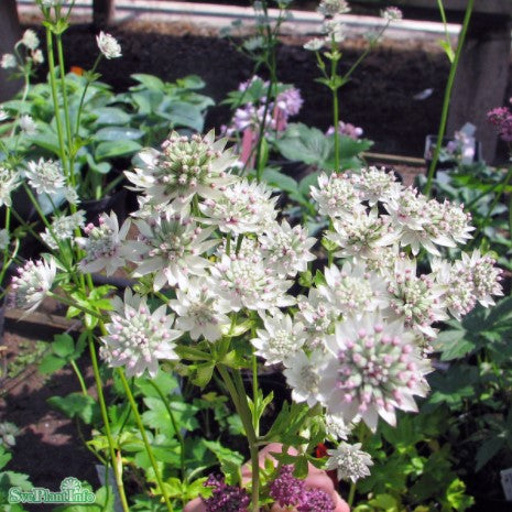 Stjärnflocka 'Star of Billion' 11cm kruka