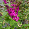 Buddleja 'Miss Ruby' co 1-pack