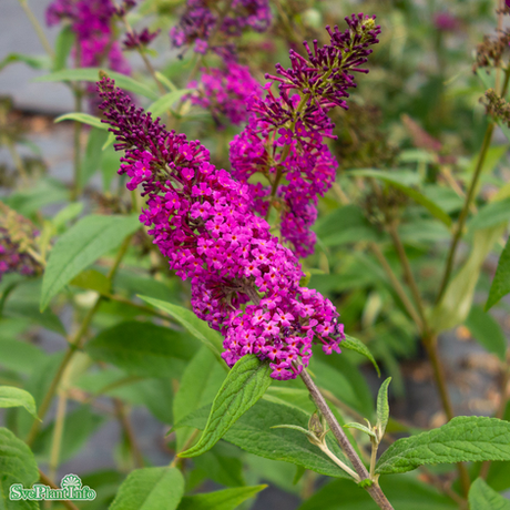 Buddleja 'Miss Ruby' co 1-pack