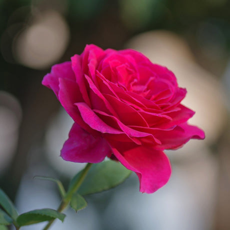 Tehybridros 'Big Purple' 10-pack barrot