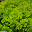 Alunrot 'Lime Marmalade' 12cm kruka
