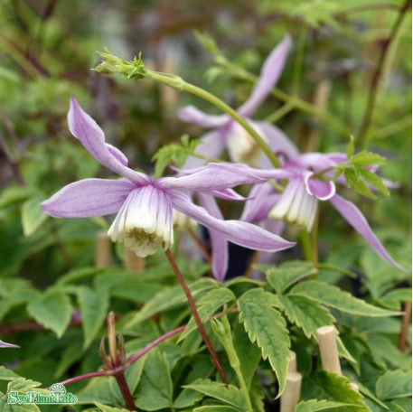 Klematis 'Willy' 3-pack