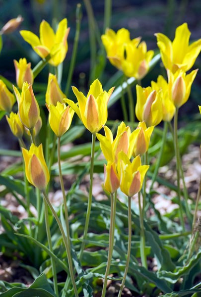 Tulpan 'Kolpakowskiana' 10st