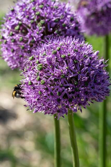 Allium, Jättelök 'Gladiator' 1st