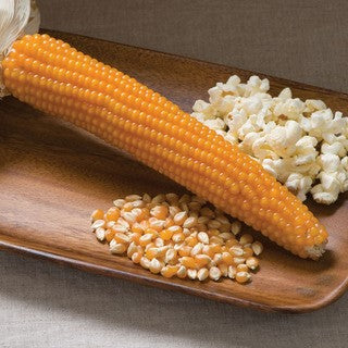 Popcornmajs 'Robust 997' F1 Frö