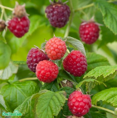 Trädgårdshallon 'Malling Promise' 1-pack i kruka