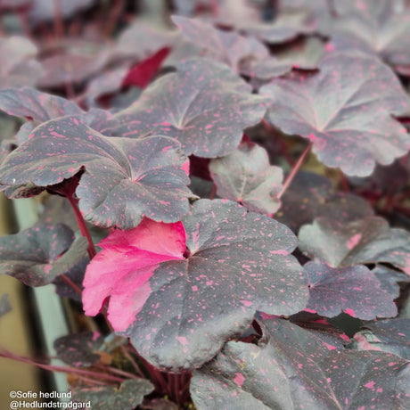 Alunrot 'Midnight Rose' 12cm kruka