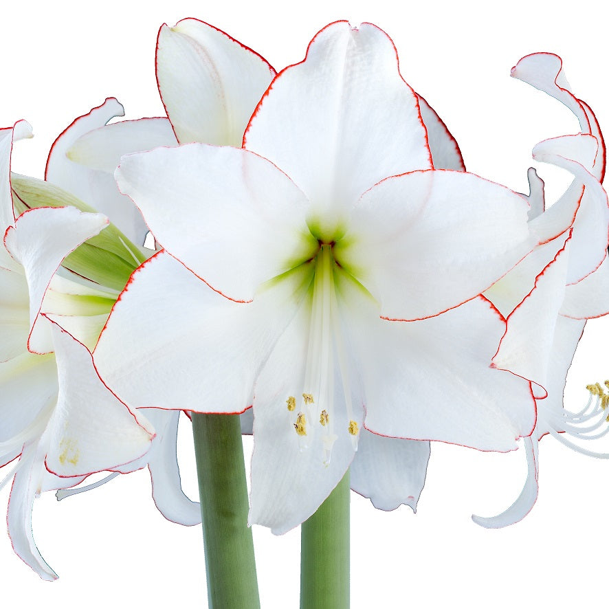 Amaryllis 'Picotee' 1st
