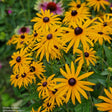 Strålrudbeckia 'Goldsturm' 6-pack i kruka