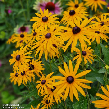 Strålrudbeckia 'Goldsturm' 6-pack i kruka