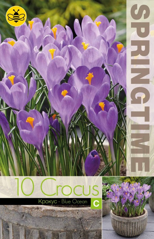 Krokus Storblommig 'Blue Ocean' 10st