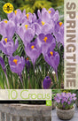 Krokus Storblommig 'Blue Ocean' 10st