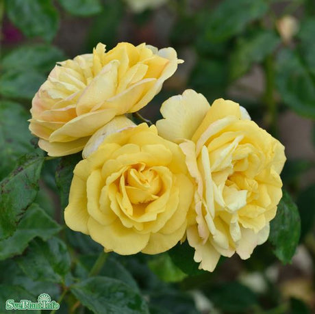Floribundaros 'Chinatown' 5-pack barrot