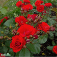 Floribundaros 'Allotria' 1-pack barrot
