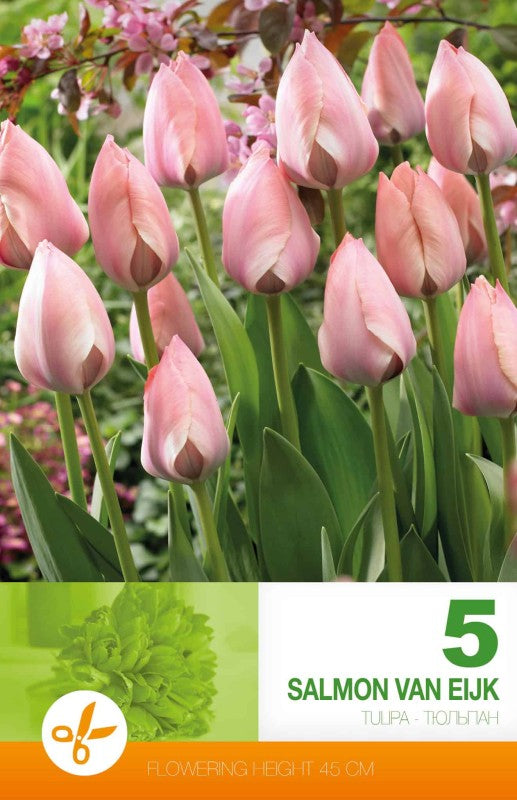 Darwinhybridtulpan 'Salmon van Eijk' 5st