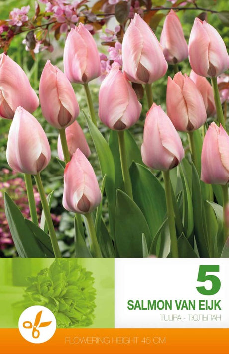 Darwinhybridtulpan 'Salmon van Eijk' 5st