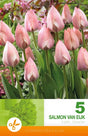 Darwinhybridtulpan 'Salmon van Eijk' 5st