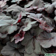 Alunrot 'Obsidian' 12cm kruka