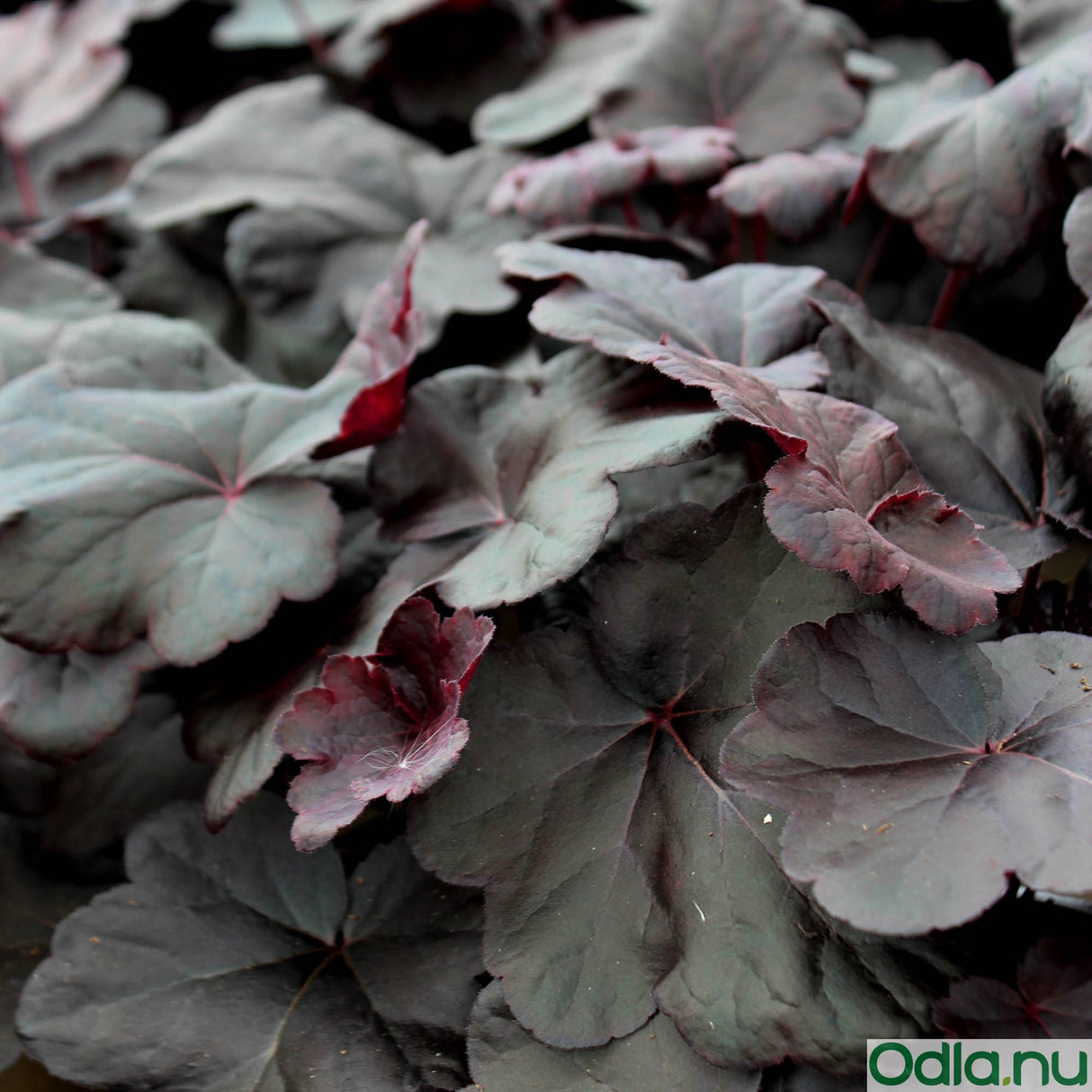 Alunrot 'Obsidian' 12cm kruka