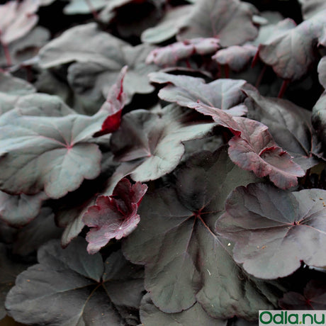 Alunrot 'Obsidian' 12cm kruka