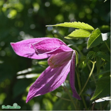 Klematis 'Ruby' 3-pack