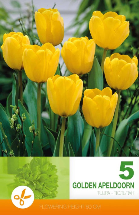 Darwinhybridtulpan 'Golden Apeldoorn' 5st