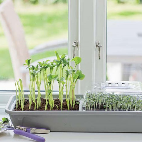 Miniväxthus 'Micro Leaf' 3-box