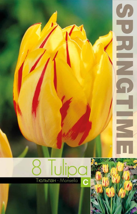 Dubbel Tidig Tulpan 'Monsella' 8st
