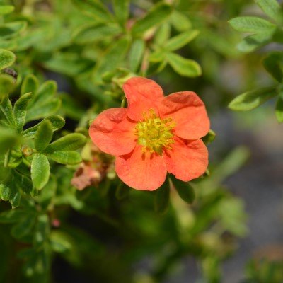 Trädgårdstok 'Marian Red Robin' co 5-pack