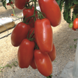 San Marzano Tomat 'Pozzano' F1 Frö