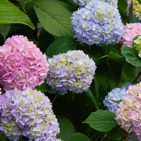 Trädgårdshortensia Endless Summer® 'The Original', co 3-pack