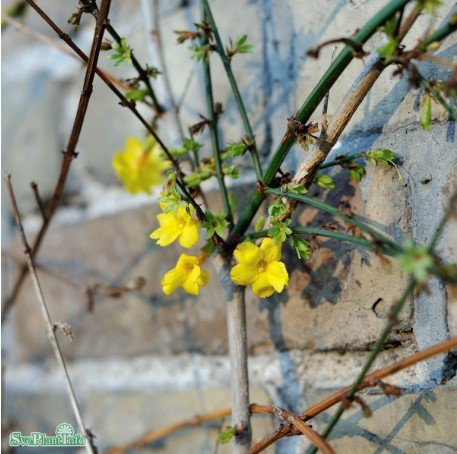 Vinterjasmin co 5-pack