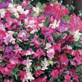 Luktärt 'Sugar n Spice' Mix