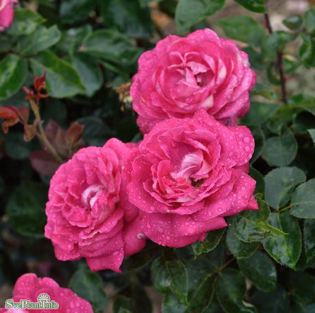 Tehybridros 'Acapella' 1-pack barrot