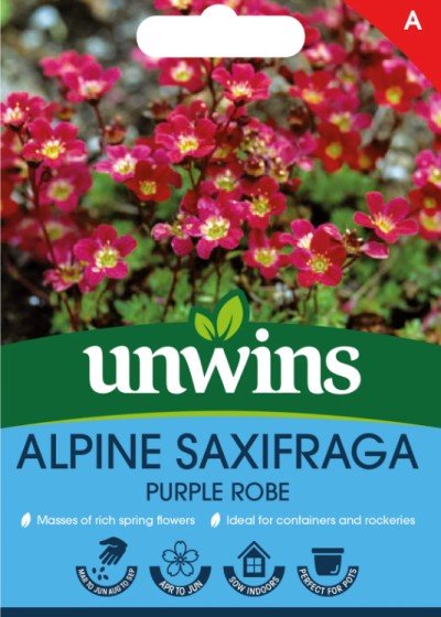 Rosenbräcka 'Purple Robe'