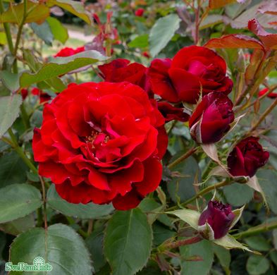 Floribundaros 'H.C. Andersen' 5-pack barrot