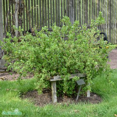 Krusbär 'Hinnonmäki' Gul 3-pack