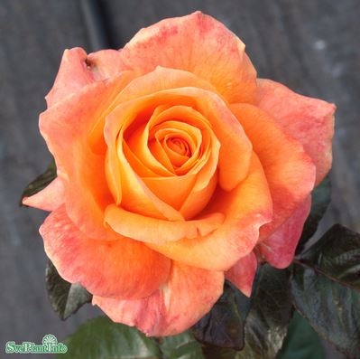 Tehybridros 'Flora Danica' 5-pack barrot