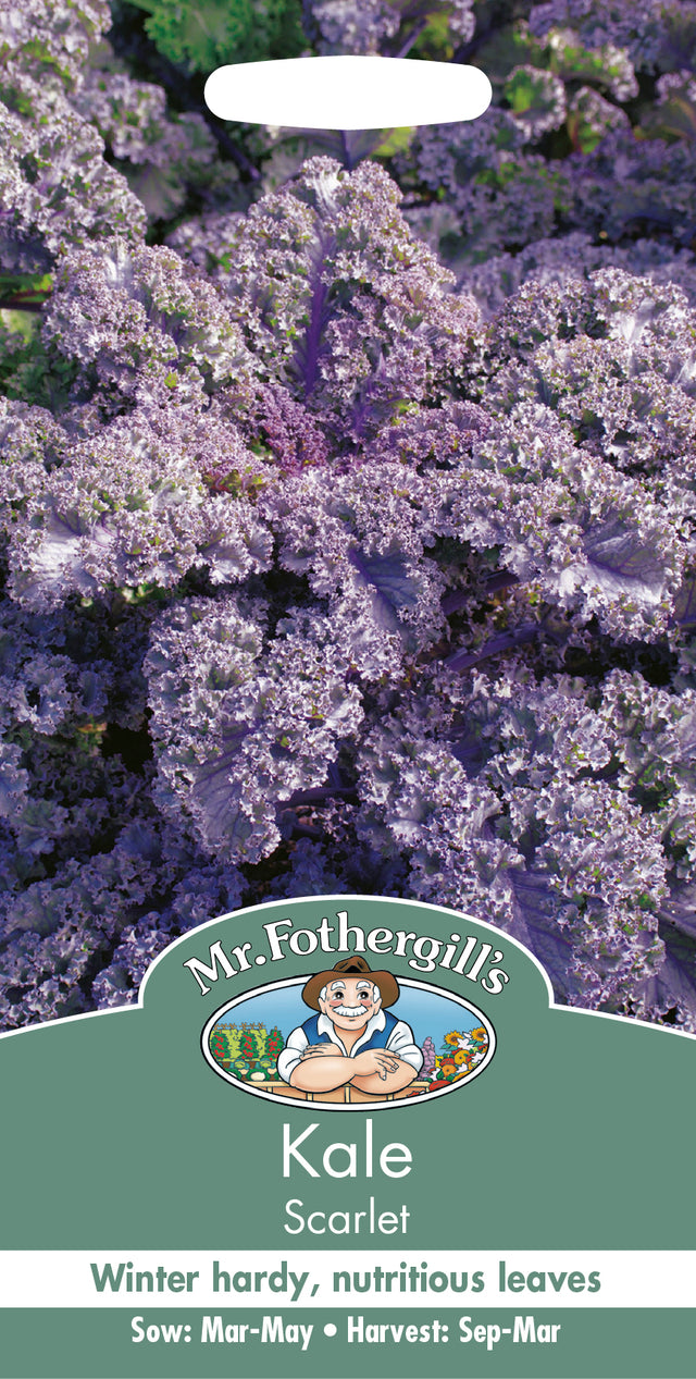 Kål 'Scarlet'