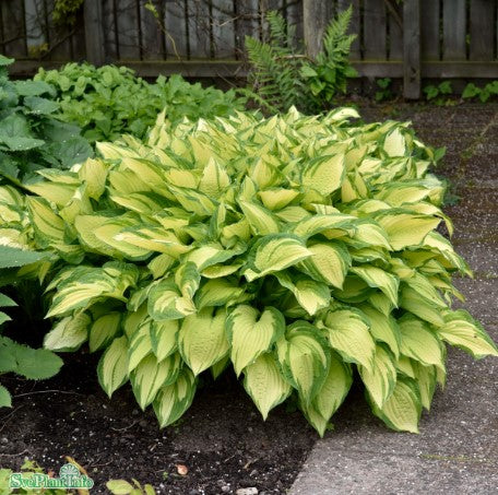 Hosta 'Fortunei Albopicta' 11cm kruka
