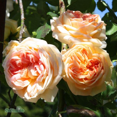 Klätterros 'Alchymist' 5-pack barrotad