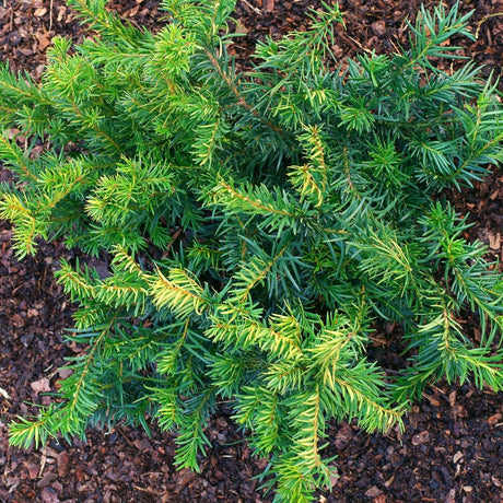 Krypidegran 'Repandens' 25-30 co 3-pack