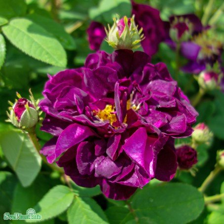 Gallicaros 'Tuscany Superb' 1-pack barrot