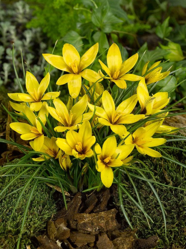 Krokus Botanisk 'Korolkowii' 15st
